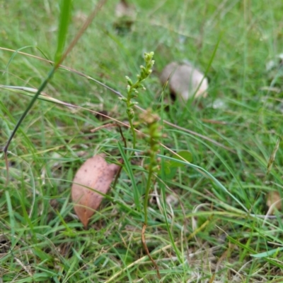 Microtis sp. (Onion Orchid) at Micalong Gorge - 30 Dec 2023 by brettguy80