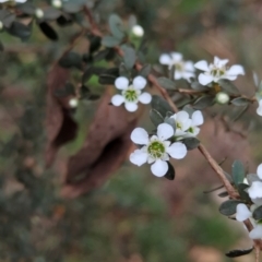 Leptospermum myrtifolium (Myrtle Teatree) at Micalong Gorge - 31 Dec 2023 by Wildlifewarrior80