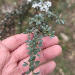 Leptospermum myrtifolium at Micalong Gorge - 31 Dec 2023