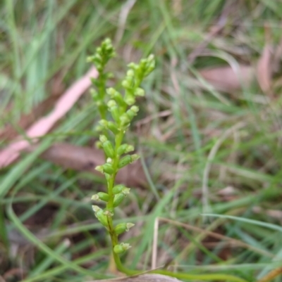 Microtis sp. (Onion Orchid) at Wee Jasper, NSW - 30 Dec 2023 by brettguy80