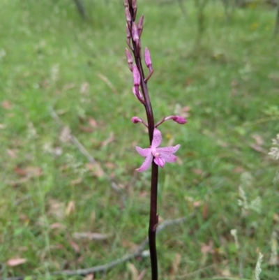 Dipodium roseum (Rosy Hyacinth Orchid) at Micalong Gorge - 31 Dec 2023 by Wildlifewarrior80