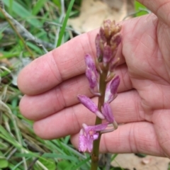 Dipodium roseum (Rosy Hyacinth Orchid) at Micalong Gorge - 30 Dec 2023 by brettguy80