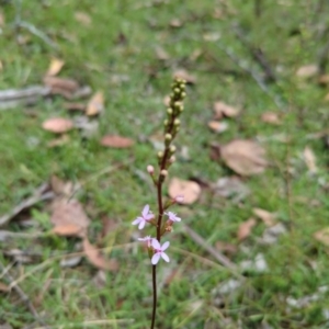 Stylidium sp. at Micalong Gorge - 31 Dec 2023 09:33 AM