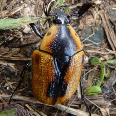 Chondropyga dorsalis (Cowboy beetle) at Mongarlowe River - 3 Jan 2010 by arjay