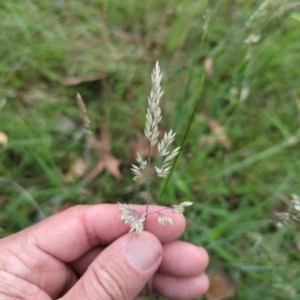 Holcus lanatus at Micalong Gorge - 31 Dec 2023