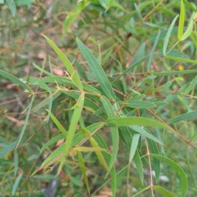 Eucalyptus radiata subsp. robertsonii (Robertson's Peppermint) at Micalong Gorge - 31 Dec 2023 by Wildlifewarrior80