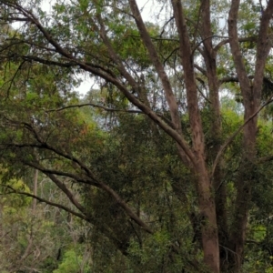 Eucalyptus radiata subsp. robertsonii at Micalong Gorge - 31 Dec 2023