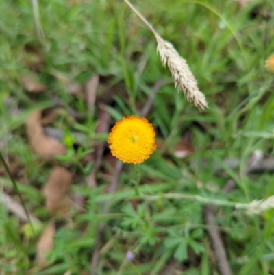 Coronidium monticola (Mountain Button Everlasting) at Micalong Gorge - 30 Dec 2023 by brettguy80