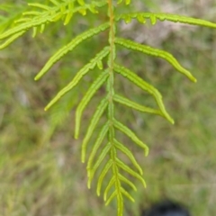 Pteridium esculentum (Bracken) at Micalong Gorge - 30 Dec 2023 by brettguy80