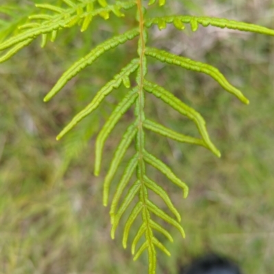 Pteridium esculentum (Bracken) at Micalong Gorge - 30 Dec 2023 by brettguy80