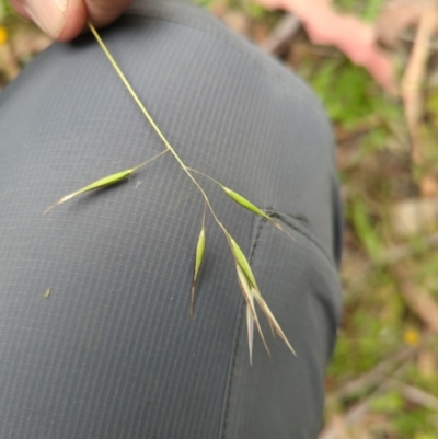 Rytidosperma (genus) (Wallaby Grass) at Micalong Gorge - 31 Dec 2023 by Wildlifewarrior80