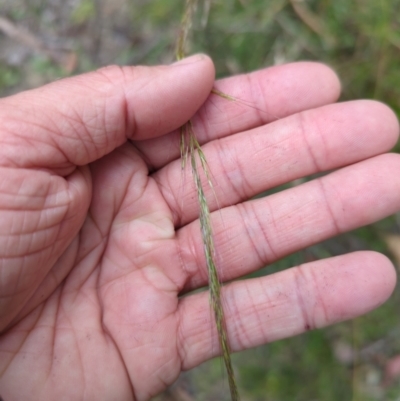 Dichelachne sp. (Plume Grasses) at Micalong Gorge - 30 Dec 2023 by brettguy80