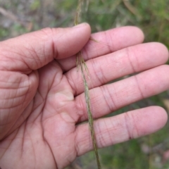 Dichelachne sp. (Plume Grasses) at Micalong Gorge - 30 Dec 2023 by brettguy80