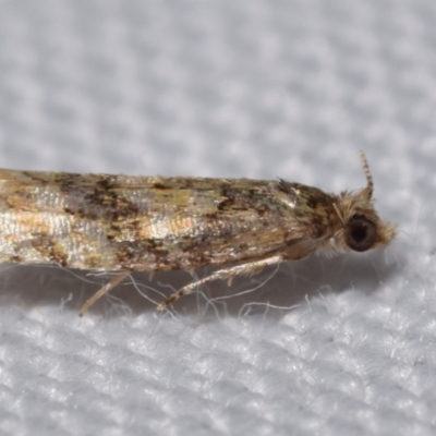 Isochorista ranulana (A Tortricid moth) at QPRC LGA - 30 Dec 2023 by DianneClarke