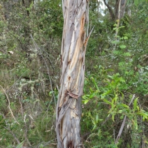 Eucalyptus viminalis at Micalong Gorge - 31 Dec 2023 09:09 AM