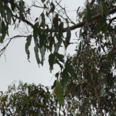 Eucalyptus viminalis at Micalong Gorge - 31 Dec 2023 09:09 AM