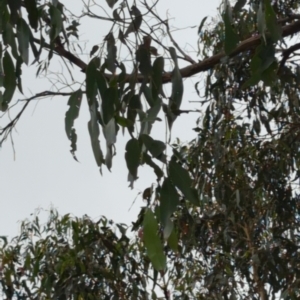 Eucalyptus viminalis at Micalong Gorge - 31 Dec 2023 09:09 AM