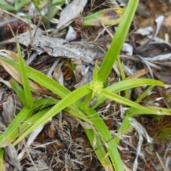 Cyperus sp. (A Sedge) at Wee Jasper, NSW - 30 Dec 2023 by brettguy80