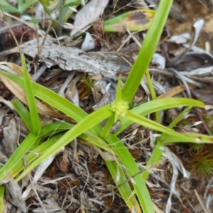 Cyperus sp. at Wee Jasper, NSW - 31 Dec 2023 09:07 AM