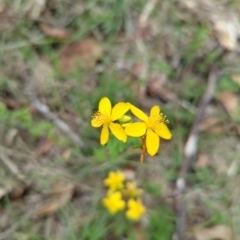 Hypericum perforatum (St John's Wort) at Wee Jasper, NSW - 30 Dec 2023 by brettguy80