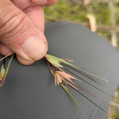 Themeda triandra (Kangaroo Grass) at Micalong Gorge - 31 Dec 2023 by Wildlifewarrior80