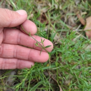 Gonocarpus tetragynus at Micalong Gorge - 31 Dec 2023