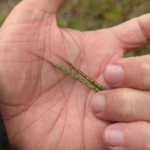 Bothriochloa macra at Micalong Gorge - 31 Dec 2023 08:51 AM