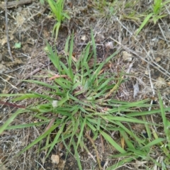 Bothriochloa macra at Micalong Gorge - 31 Dec 2023 08:51 AM