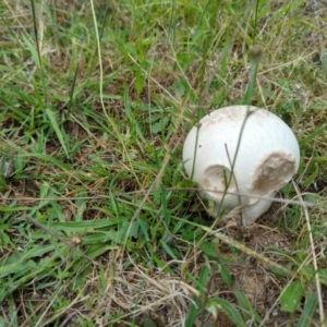 Calvatia sp. at Micalong Gorge - 31 Dec 2023 08:51 AM