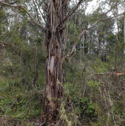 Eucalyptus viminalis (Ribbon Gum) at Wee Jasper, NSW - 30 Dec 2023 by brettguy80