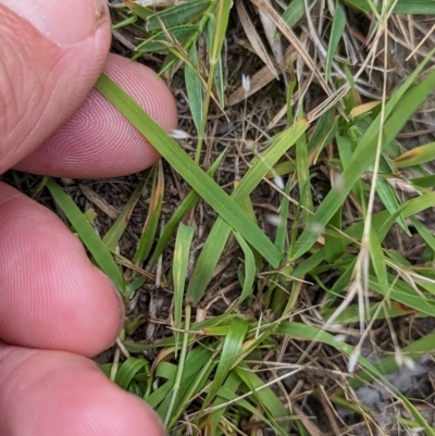 Eragrostis brownii (Common Love Grass) at Wee Jasper, NSW - 30 Dec 2023 by brettguy80