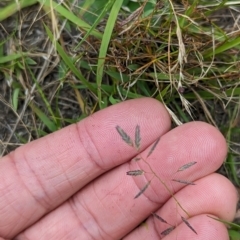 Eragrostis brownii at Micalong Gorge - 31 Dec 2023 08:39 AM