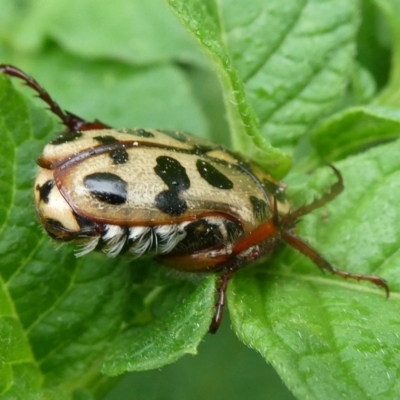 Neorrhina punctata (Spotted flower chafer) at Mongarlowe River - 2 Jan 2021 by arjay