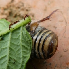 Neorrhina punctatum at QPRC LGA - suppressed