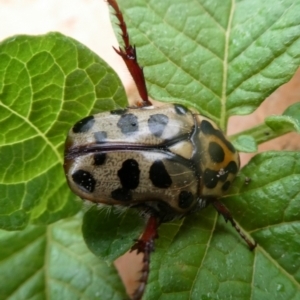 Neorrhina punctatum at QPRC LGA - 2 Jan 2021