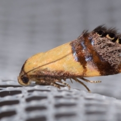 Eupselia satrapella and similar species (An Hypertrophid moth) at QPRC LGA - 27 Dec 2023 by DianneClarke