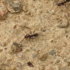 Iridomyrmex purpureus (Meat Ant) at Wee Jasper, NSW - 30 Dec 2023 by brettguy80
