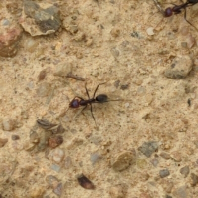 Iridomyrmex purpureus (Meat Ant) at Micalong Gorge - 30 Dec 2023 by brettguy80