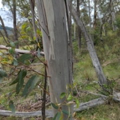 Eucalyptus pauciflora subsp. pauciflora (White Sally, Snow Gum) at Wee Jasper, NSW - 30 Dec 2023 by brettguy80