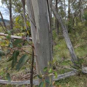 Eucalyptus pauciflora subsp. pauciflora at Micalong Gorge - 31 Dec 2023 08:32 AM