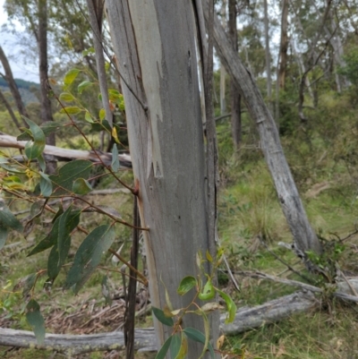 Eucalyptus pauciflora subsp. pauciflora (White Sally, Snow Gum) at Micalong Gorge - 30 Dec 2023 by brettguy80
