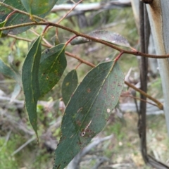 Eucalyptus pauciflora subsp. pauciflora at Micalong Gorge - 31 Dec 2023 08:32 AM