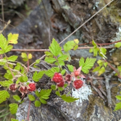 Rubus parvifolius (Native Raspberry) at Wee Jasper, NSW - 30 Dec 2023 by brettguy80