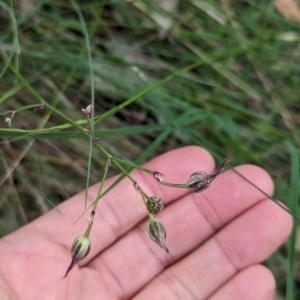 Thysanotus tuberosus subsp. tuberosus at Micalong Gorge - 31 Dec 2023