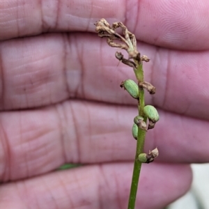 Microtis sp. at Micalong Gorge - 31 Dec 2023