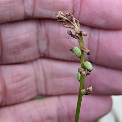 Microtis sp. (Onion Orchid) at Micalong Gorge - 30 Dec 2023 by brettguy80