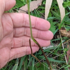 Microtis sp. at Micalong Gorge - 31 Dec 2023