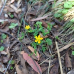 Hypericum gramineum (Small St Johns Wort) at Micalong Gorge - 27 Dec 2023 by brettguy80