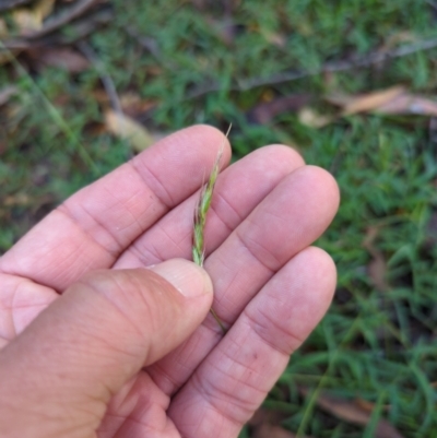 Rytidosperma sp. (Wallaby Grass) at Wee Jasper, NSW - 27 Dec 2023 by brettguy80