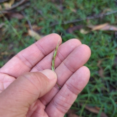 Rytidosperma (genus) (Wallaby Grass) at Micalong Gorge - 28 Dec 2023 by Wildlifewarrior80
